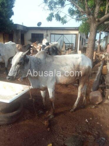 Health Cow for Sale