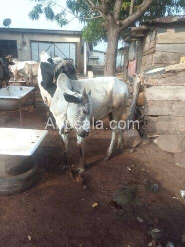 Health Cow for Sale